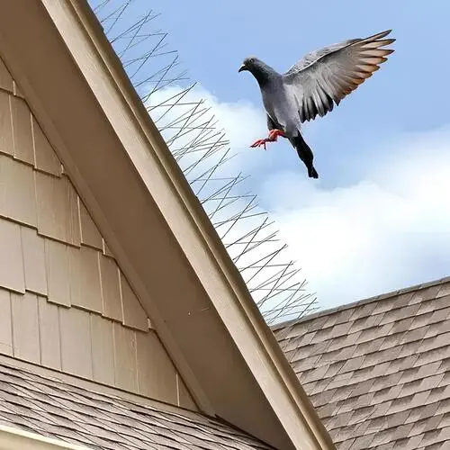 Top Quality Bird Spikes for Pigeons in Bangalore, Karnataka