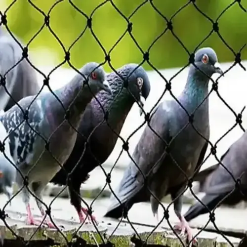 Top Quality Pigeon Safety Nets in Bangalore, Karnataka